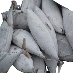Organic 10kg Skipjack Tuna Fish Frozen Whole <b>Box</b>/Bag/Bottle Packaging Includes Fillet Part Skipjack - Product Image 6