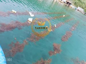 <b>NATURAL</b> SEAMOSS SUPPLIER BEST CHOICE SEAMOSS BULK HIGHT QUALITY VIET NAM LOW PRICE DRIED SEAMOSS HIGH <b>NATURAL</b> VALUE - Product Image 4