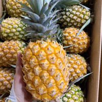 Sappige En Zoete Tropische Ananas/Boerderij Vers/Betaalbare Waarde/Gemaakt In Vietnam