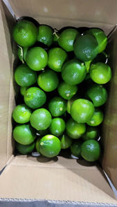 มะนาวไร้เมล็ดเกรดส่งออกจากฟาร์มเวียดนาม /ms.katty - Product Image 5