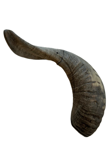 Cuerno de oveja Kudu natural grande Shofar Cuernos de ágata de oveja pulidos Cuernos de oveja reales Estilo religioso Hecho a mano en la India - Product Image 1
