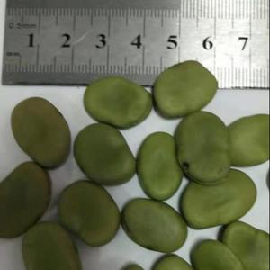 Fèves Biologiques Fraîches Surgelées de Qualité Supérieure, Processus LQF, Emballage Sous Vide en Vrac de 25 kg, Durée de Conservation de 2 Ans à Prix de Gros Avantageux - Product Image 2