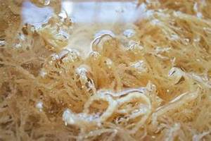 SEAMOSS NATURAL DE FUENTE OCÉANO LIMPIO PARA APOYO INMUNE SALUD DIGESTIVA Y DIETA BASADA EN PLANTAS - Product Image 3