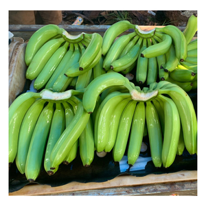 Plátano Cavendish Premium - Plátano Verde Fresco - Frutas y Verduras Frescas de Vietnam al Mejor Precio - Product Image 1