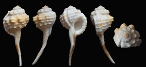 Vỏ sò tự nhiên 100% chất lượng cao, số lượng lớn, đã làm sạch khô, vỏ sò trống dùng làm đồ thủ công và quà lưu niệm - Product Image 5