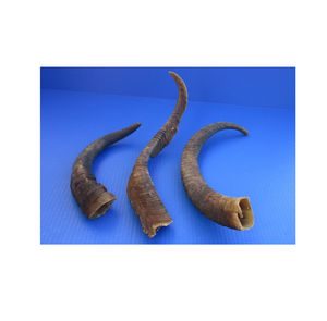 Corne de chèvre et corne naturelle non polie avec et meilleure utilisation du pied de chien en corne au meilleur prix Produit antique - Product Image 1