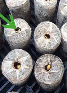 100% granulés de tourbe de coco de qualité supérieure: noix de coco Jiffy pour une plantation efficace, disponible en vrac du Vietnam en vrac pour l'exportation - Product Image 6