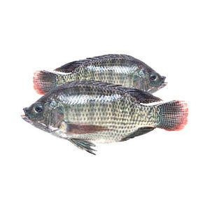 Poisson tilapia noir congelé à vendre/Poisson tilapia entier congelé d'exportation d'usine disponible aux prix de gros - Product Image 5
