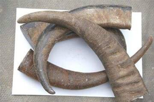 ZEHRA INDUSTRIES - Punta de Cuerno de Vaca/Buey y Búfalo Hecha a Mano, Impermeable, Regalo Empresarial, Color Negro Marrón, Forma Natural, Hecho en India - Product Image 2