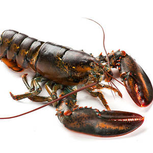 fresh crayfish wholesale supplier supplier for delicious meals