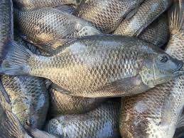 Poisson noir congelé Wr tilapia 300-500g Chine Tilapia fournisseur de fruits de mer chinois wr poisson noir pour le marché africain - Product Image 6