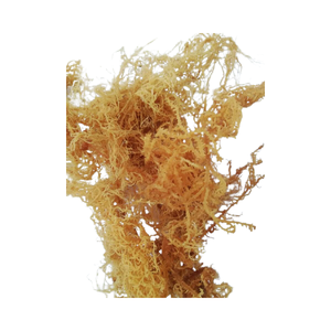 Secado Seamoss Irish Sea Moss Wild Crafted materia prima/Eucheuma Cottonii algas con precio barato para exportar - Product Image 4
