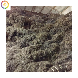 Feuilles de gelée d'herbe séchées au soleil avec parfum naturel de haute pureté pour la gelée à base de plantes et la transformation des aliments végétaliens - Product Image 5