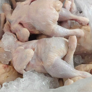 ไก่แช่แข็งฮาลาลคุณภาพสูง จำหน่ายส่ง ไก่ทั้งตัว สดใหม่ ฟาร์มเลี้ยง พร้อมจำหน่ายในราคาโรงงาน - Product Image 1