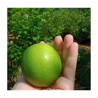 Citron frais sans pépins du Vietnam / Citron vert frais de 6 cm de diamètre, citron vert sans pépins du Vietnam pour l'exportation