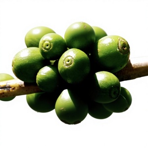 Granos de Café Verde Crudo Brasileño Sin Tostar, a Granel de Nueva York, de Granjas de Minas Gerais, Vida Útil de 12 Meses, Almacenado en Almacén Seco - Product Image 3