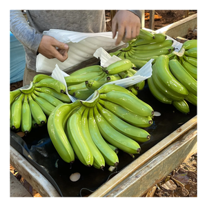 Banane Cavendish fraîche préparée pour l'exportation avec une coupe soignée et un emballage en vrac par un exportateur vietnamien de bananes Cavendish fraîches - Product Image 1