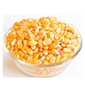 Maïs blanc et jaune de haute qualité, disponible en gros pour l'exportation, offres de vente en gros - Product Image 1