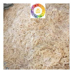 Venta al por mayor de algas secas Premium de musgo de mar irlandés limpio Eucheuma Cottonnii calidad de gran tamaño ideal para ensalada Seamoss - Product Image 6