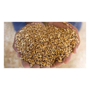 Grains de blé entier biologiques de la meilleure qualité disponibles à vendre à bas prix Grains de blé entier biologiques en gros - Product Image 2