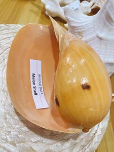 Coquillage de qualité supérieure en vrac pour les fabricants et les grossistes à des prix compétitifs bon produit pour les besoins d'artisanat et de décoration - Product Image 5