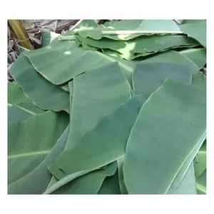 La migliore vendita Frozen foglia di Banana per l'esportazione-commercio all'ingrosso verde foglie di Banana fresca del Vietnam per avvolgere il cibo