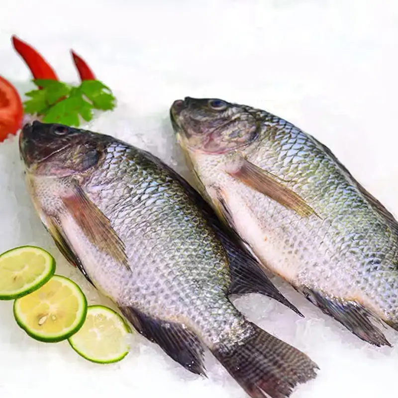 중국 수출 냉동 검은 틸라피아 생선 가격 냉동 틸라피아 냉동 생선 틸라피아 물고기