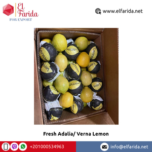 Nhà Cung Cấp Hàng Đầu Quả Cam Quýt Tươi Bán Buôn Chất Lượng Cao Và Chanh Tươi Màu Vàng Xanh Verna Để Mua Số Lượng Lớn - Product Image 2