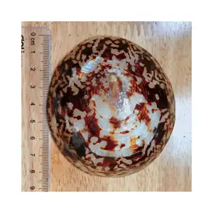 Wholesale big size Polished natural limpet shells / Polished Brown Oval Limpet Sea Shells / Dried seashell souvenir