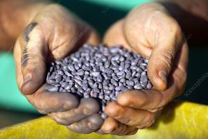 Graines de coton à haut rendement de qualité supérieure en gros et au détail Graines de coton séchées - Product Image 2