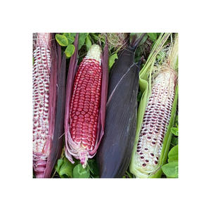 Granos de maíz rojo enteros para fabricantes y revendedores de alimentos - Product Image 1