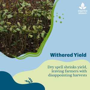 Rehausseur de fertilité du sol pour le soja - Product Image 3