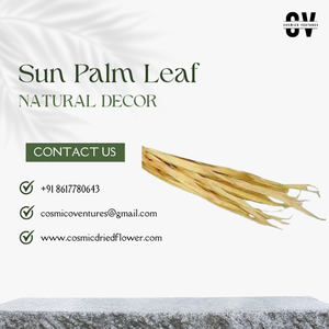 Flor Seca Cósmica de Primera Calidad, Hoja de Palma Solar Orgánica para Decoración de Bodas, Hogar y Oficina, Arreglos Florales Secos, Graduación - Product Image 2