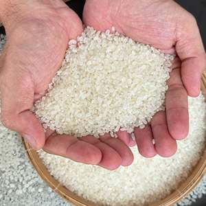 Importación de arroz de Bahrein VIETNAM | Arroz fresco de Asia Japonica jazmín arroz blanco grano largo 5% roto 2024 cosecha | OO84825431311 - Product Image 2
