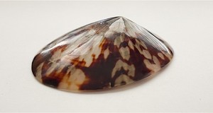 เปลือกหอยธรรมชาติ - Product Image 6