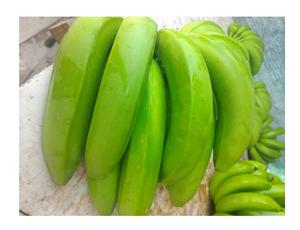 Organic Cavendish Banana Fresh 99GD Plantain Prix compétitif Vente en gros pour l'exportation mondiale - Product Image 4