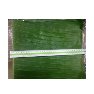Prêt à expédier des feuilles de bananier tropicales vertes fraîches et congelées au prix le plus bas feuilles de bananier pour l'emballage des aliments feuilles de bananier IQF - Product Image 2