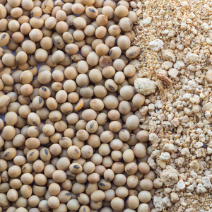 Soja à haute teneur en protéines sans OGM Soja jaune naturel biologique Approvisionnement en gros en vrac - Product Image 4