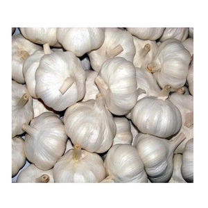 Ajo Fresco Orgánico Natural de la Mejor Calidad, Precio de Venta Caliente, Nueva Cosecha, 25 kg de Portugal - Product Image 1