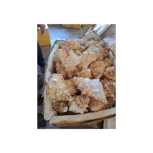 เปลือกหอยลายกระดองเต่าธรรมชาติสำหรับตกแต่งเครื่องประดับและศิลปะโครงการงานฝีมือชายฝั่งทะเลจำนวนมาก - Product Image 6