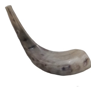 Corne de Choréphore en Mouton Naturel Poli - Décoration Religieuse Écologique de Haute Qualité pour la Maison - Product Image 1