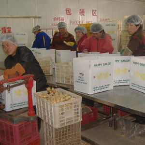 Gingembre frais pour l'exportation - Product Image 5