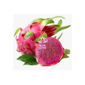 GOOD PRICE Fresh Dragon Fruit High Quality Competitive Price Top Selected Supplier From Blue Lotus Farm Vietnam