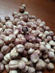 High Quality Organic Indonesian white Cardamom Premium Agriculture Product Competitive Prices Wholesale Supplier for Bulk Orders - Product Image 2