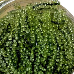 DEHYDRATED SEA GRAPES IN BULK FOR B2B COMPETITIVE PRICE FOR BUSINESS // DELICIOUS SEA GRAPE ( +84 768 804 325)