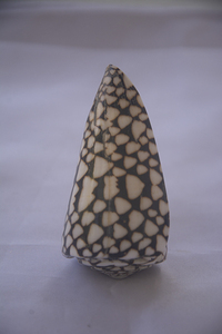 Conus Marmoreus SEASHELL BIJOUX Conidae Conus Shell Motif Noir & Blanc Poli Taille 8-10cm - Product Image 3