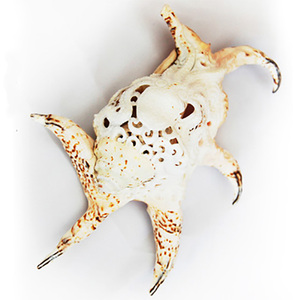 Arte tallado JOYERÍA SEASHELL con arte tallado 22 cm Motivo tallado hecho de concha - Product Image 1