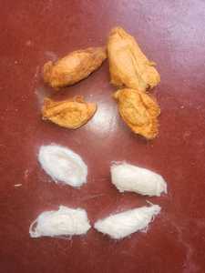 Cocons en soie de tussah naturelle personnalisés idéaux pour les projets d'art et d'artisanat adaptés aux établissements d'enseignement et à la revente - Product Image 3