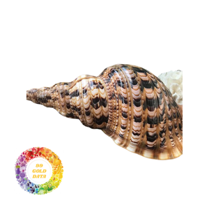 Modèle de bateau coquillage en quantité limitée et exclusive, ornements d'artisanat en coquillages de la nature fabriqués au Vietnam - Product Image 3