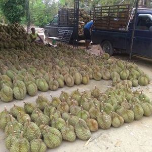 ราคาดีที่สุดทุเรียนจากเวียดนาม Brix > 30 ทุเรียนทั้งตัว ไม่มีสารกันบูด - Product Image 6